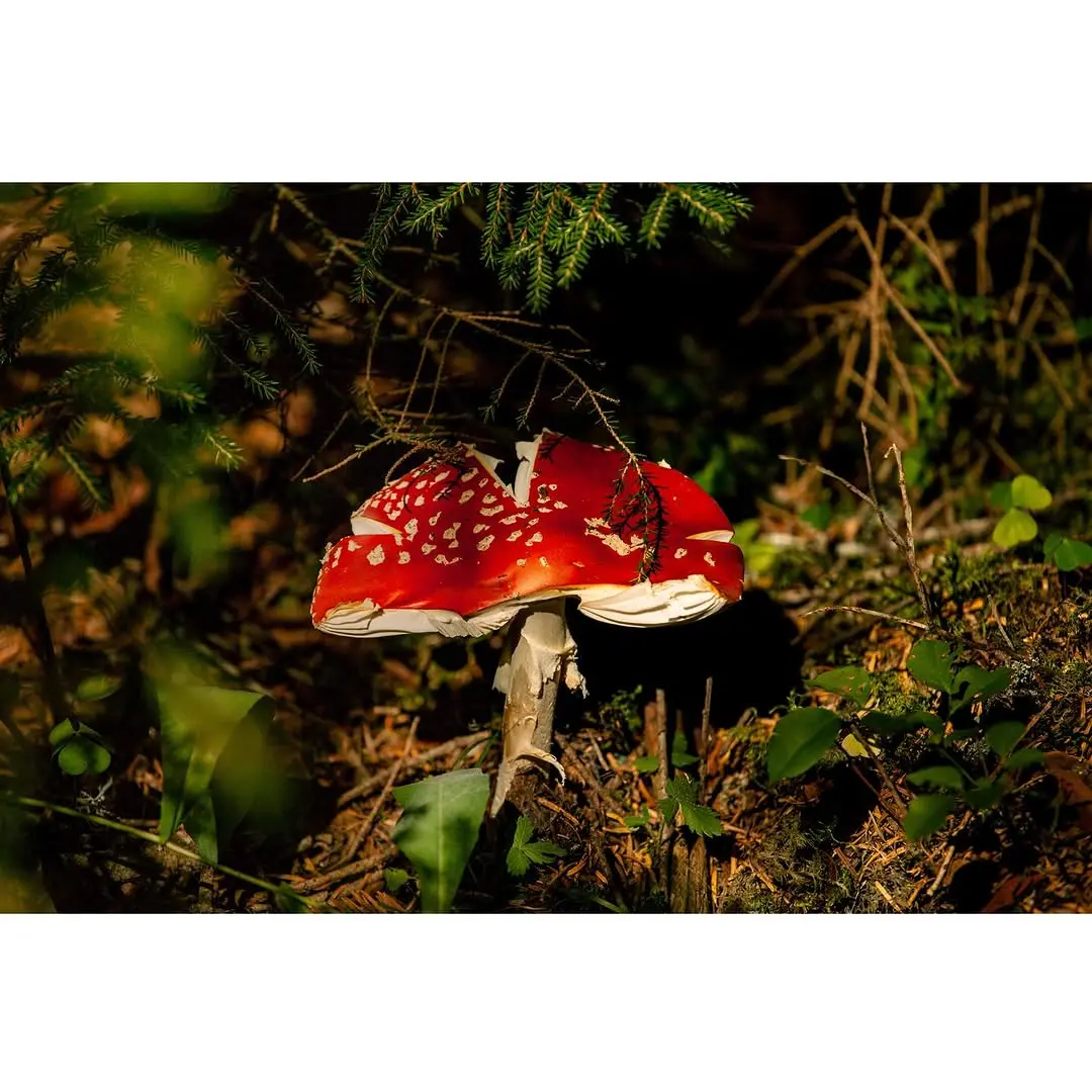 პროდუქტის ფოტოები